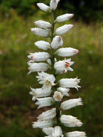 {Aletris farinosa}